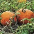 Root Vegetable and Pumpkin Casserole