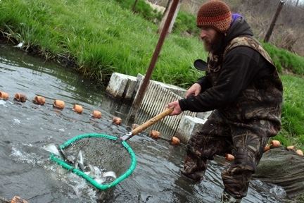 Rushing Waters Trout